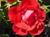 Im Garten Im Garten
