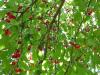 Garten-Neu Garten-Neu