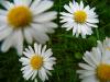 Frühlingsblumen Frühlingsblumen