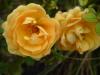 Blumen 29.10.14 Blumen 29.10.14