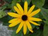 Blumen 29.10.14 Blumen 29.10.14