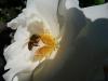 im Garten im Garten