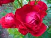 im Garten im Garten