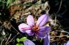 Korcula_Safranblte_im_Herbst Korcula_Safranblte_im_Herbst
