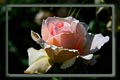Lady Rose Lady Rose