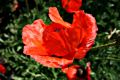 Mohnblume Mohnblume