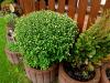 Chrysanthemen Chrysanthemen