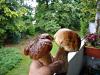 Frische Pilze Frische Pilze