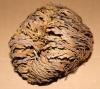 FLORA > ROSE von Jericho FLORA > ROSE von Jericho