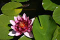 Wasserrose Wasserrose