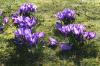Krokusse Krokusse
