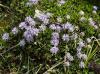 Frühling im Gebirge: Kugelblume