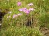 Frühling im Gebirge:Mehlprimel