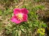 Frühling im Gebirge: Heckenrose