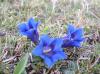 Frühling im Gebirge: Enzian Frühling im Gebirge: Enzian