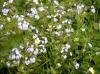 Frühling im Gebirge: Vergissmeinnicht