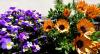 Frühjahrsblumen