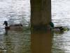 D:Wörth>Hochwasser2013>von Erlenbach aus006 D:Wörth>Hochwasser2013>von Erlenbach aus006