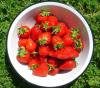 H:Mezőkövesd>Erdbeeren H:Mezőkövesd>Erdbeeren