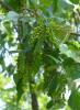 H:Mezőkövesd>Baum>Frucht H:Mezőkövesd>Baum>Frucht