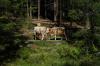 Wanderung im Seebachtal / Mallnitz 2 Wanderung im Seebachtal / Mallnitz 2