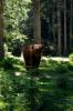 Wanderung im Seebachtal / Mallnitz 6 Wanderung im Seebachtal / Mallnitz 6