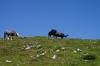 Wanderung auf der Villacher Hochalpenstrasse 3