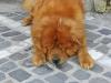 Brasov > Hund Brasov > Hund