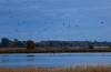 15 8 Bodden Kraniche 161 15 8 Bodden Kraniche 161