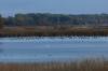 16 8 Bodden Kraniche 172 16 8 Bodden Kraniche 172