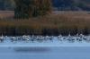 18 8 Bodden Kraniche 173 18 8 Bodden Kraniche 173