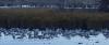 20 8 Bodden Kraniche 186 20 8 Bodden Kraniche 186