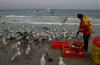 Binz Hering (17).JPG 800.jpg 800 Binz Hering (17).JPG 800.jpg 800