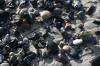 Hiddensee 7 Hiddensee 7
