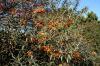 Hiddensee 4 Hiddensee 4