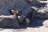 Dassie-03 Dassie-03