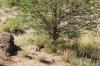 Dassie-05 Dassie-05