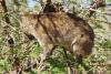 Dassie-07 Dassie-07