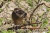 Dassie-08 Dassie-08