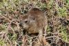 Dassie-09