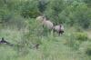Pilanesberg-30
