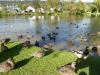 an der Altmühl, Sept. 2014 an der Altmühl, Sept. 2014