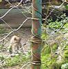 Zoo Hellabrunn Der kleine Lux Zoo Hellabrunn Der kleine Lux