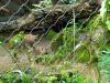Zoo Hellabrunn Die Luxmama und ihr Junges Zoo Hellabrunn Die Luxmama und ihr Junges