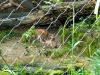 Zoo Hellabrunn Die Luxmama und ihr Junges Zoo Hellabrunn Die Luxmama und ihr Junges