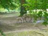 Zoo Hellabrunn Familie Zebra