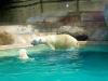 Zoo Hellabrunn Eisbären im neuen Zuhause