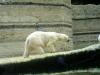 Zoo Hellabrunn Eisbär