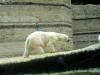 Zoo Hellabrunn Eisbär Zoo Hellabrunn Eisbär