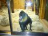 Zoo Hellabrunn Mandrill